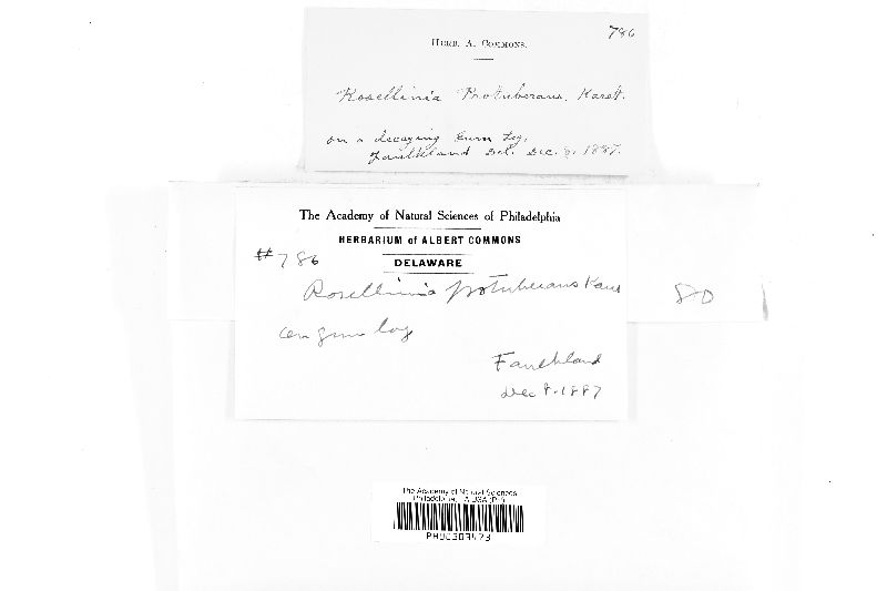 Rosellinia protuberans image