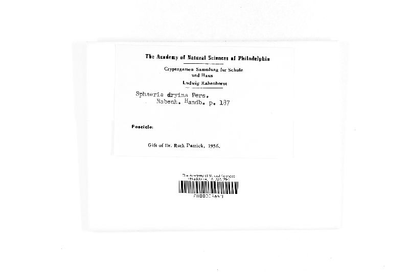 Sphaeria dryina image