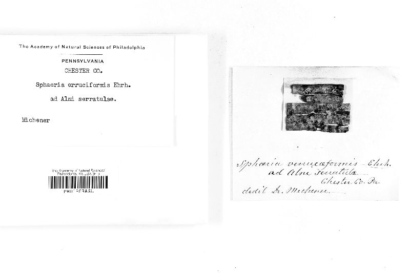 Diatrypella favacea image