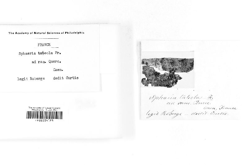 Caudospora taleola image
