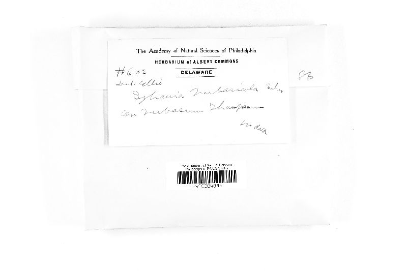 Sclerophomella verbascicola image