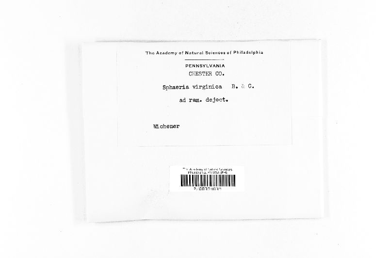 Sphaeria virginica image