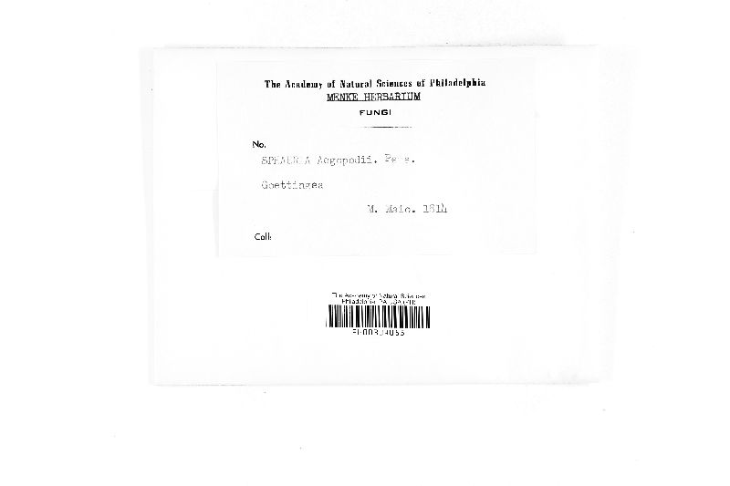 Mycosphaerella podagrariae image