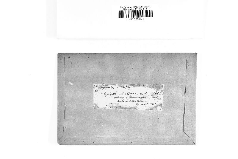Sphaeria ciliata image