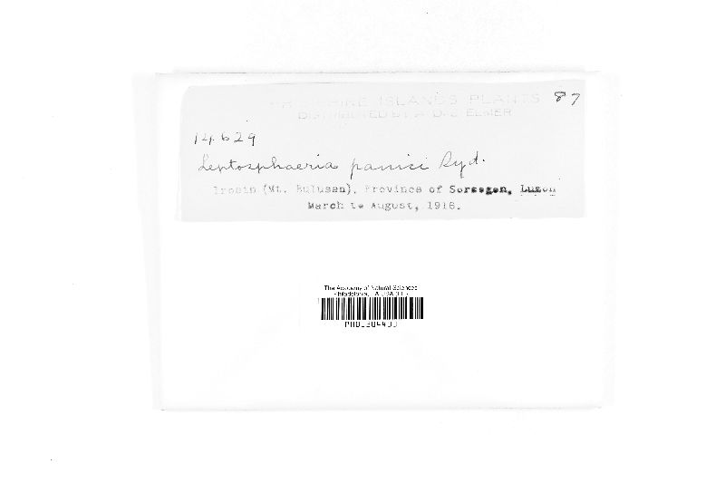 Leptosphaeria panici image
