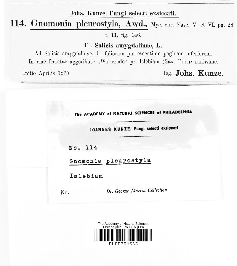 Gnomonia pleurostyla image