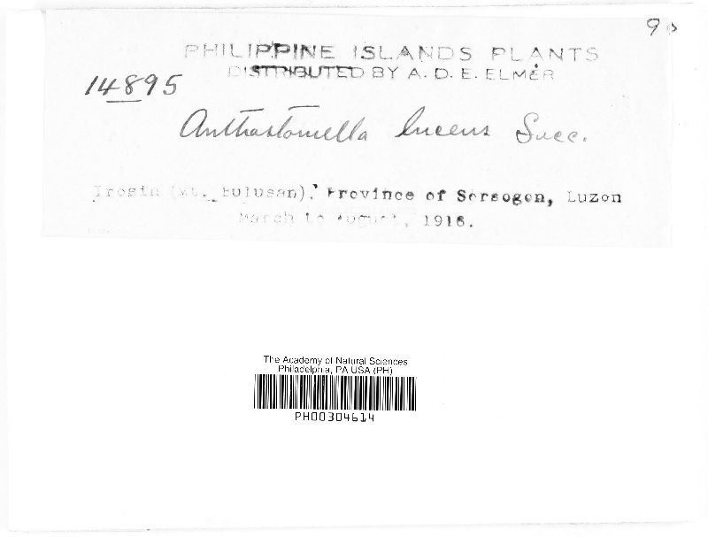 Anthostomella lucens image