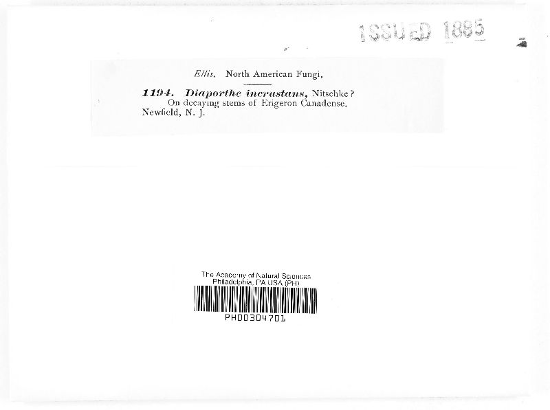 Diaporthe incrustans image
