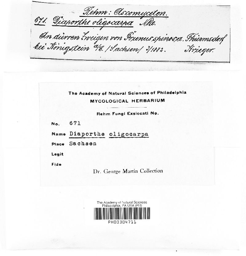 Diaporthe oligocarpa image