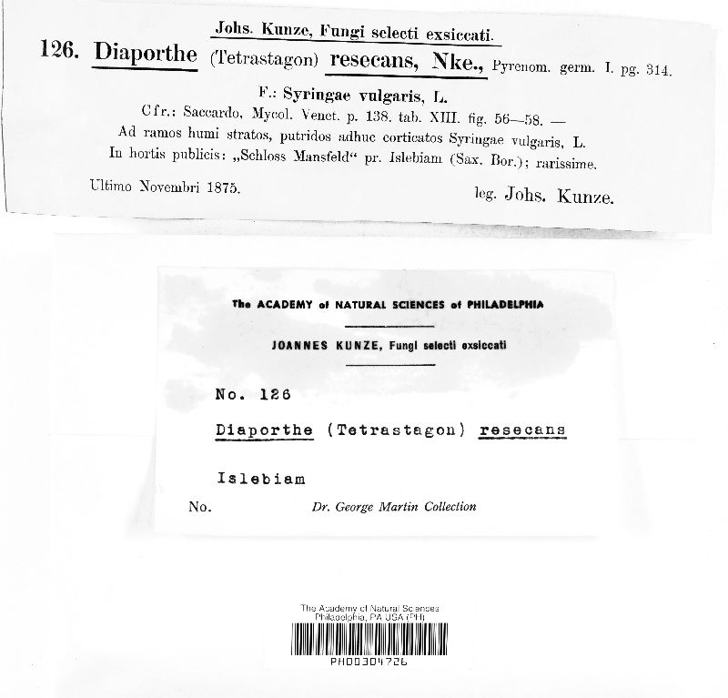 Diaporthe eres image
