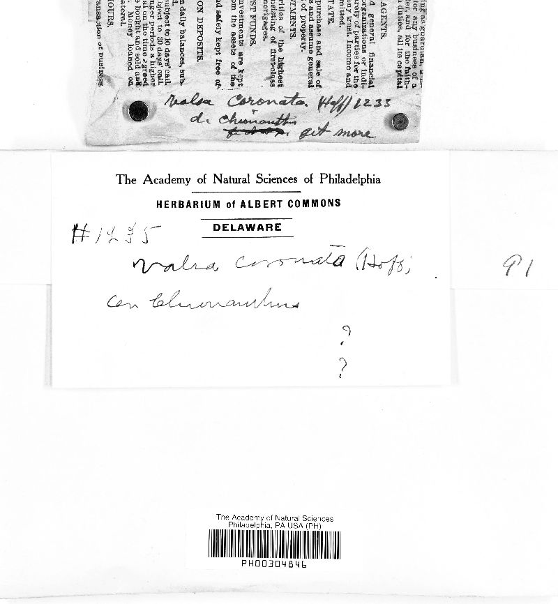 Valsa ceratosperma image