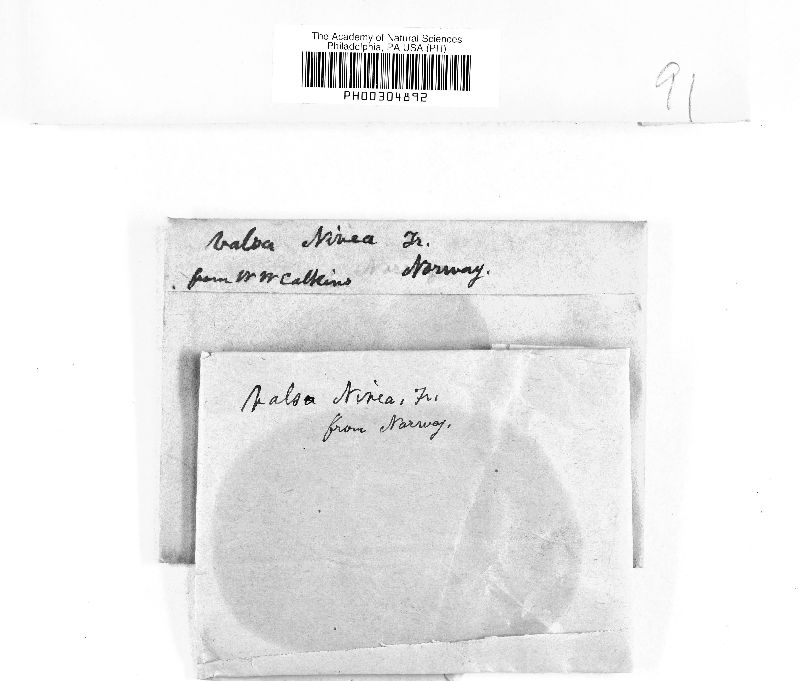 Valsa nivea image