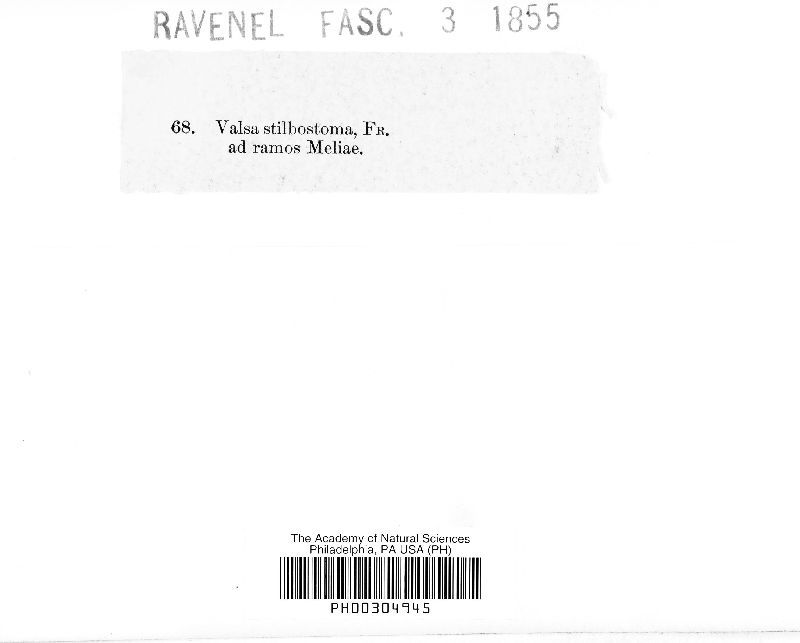 Valsa stilbostoma image