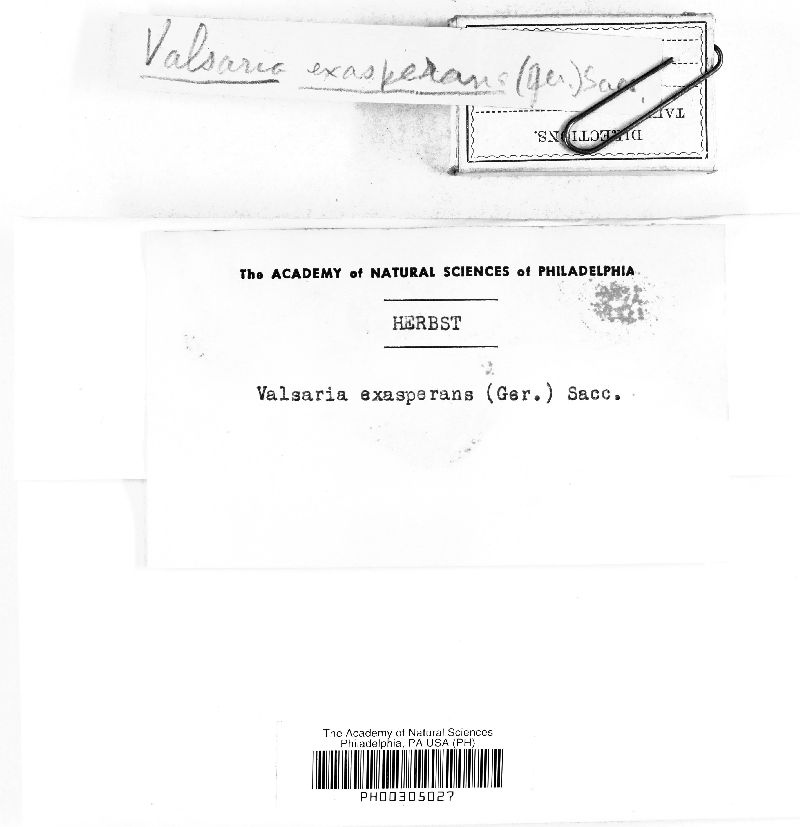 Valsaria fulvopruinata image