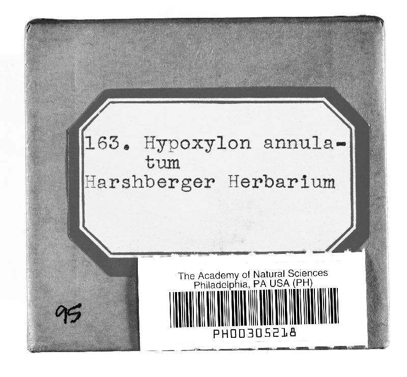 Annulohypoxylon annulatum image