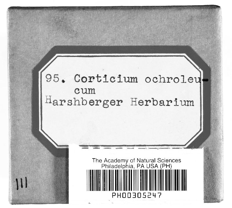 Michenera artocreas image