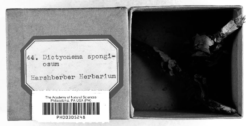 Dictyonema spongiosum image