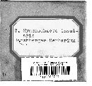 Hymenochaete corrugata image