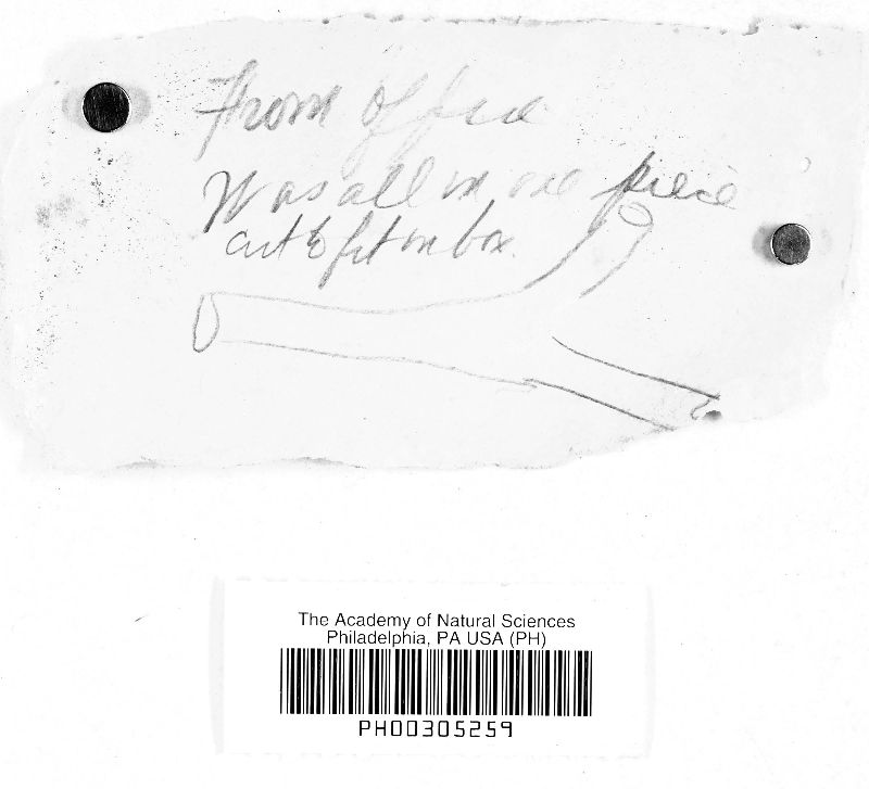 Hymenochaete curtisii image