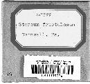 Xylobolus frustulatus image