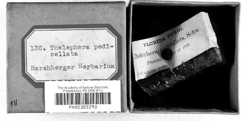 Septobasidium pedicellatum image