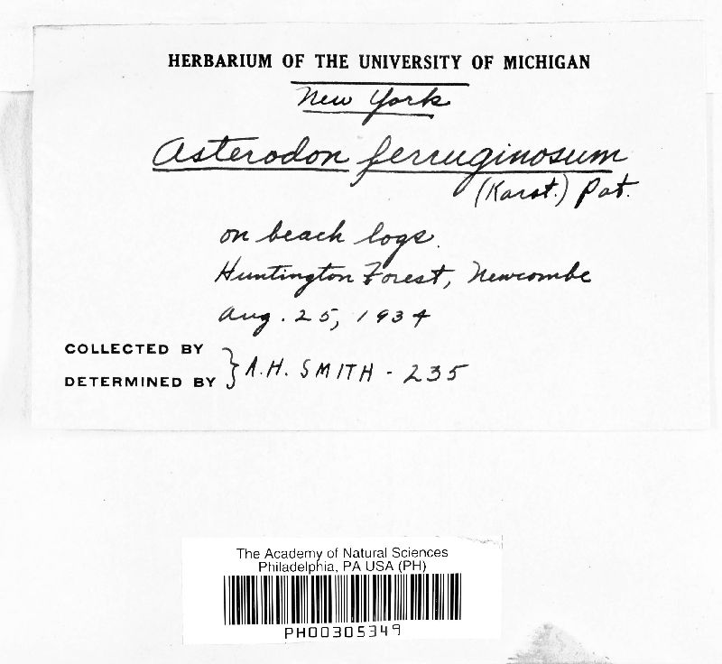 Asterodon ferruginosum image