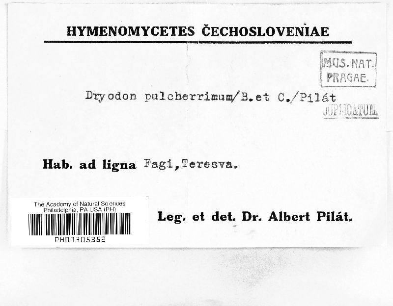 Dryodon pulcherrimum image