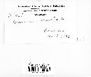 Basidioradulum crustosum image