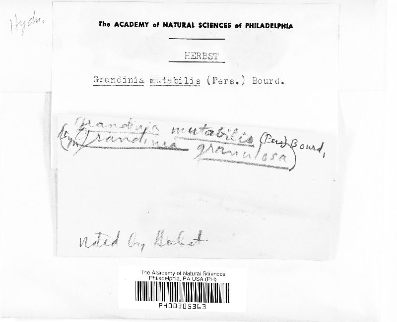 Trechispora mutabilis image