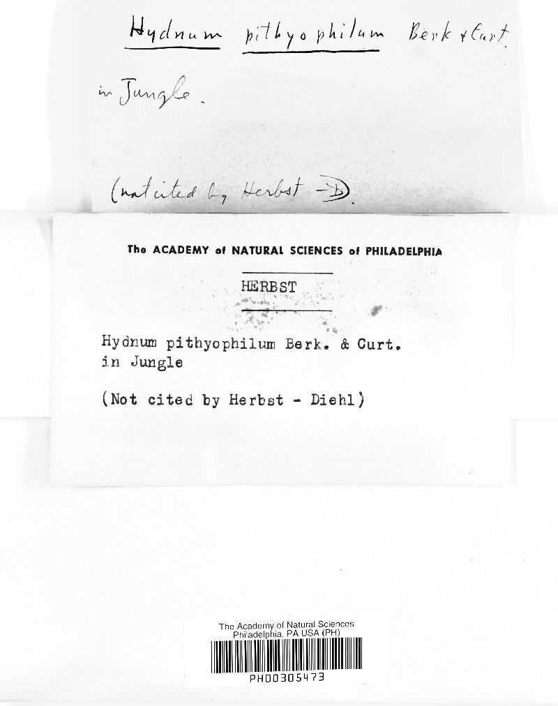 Hydnum pithyophilum image