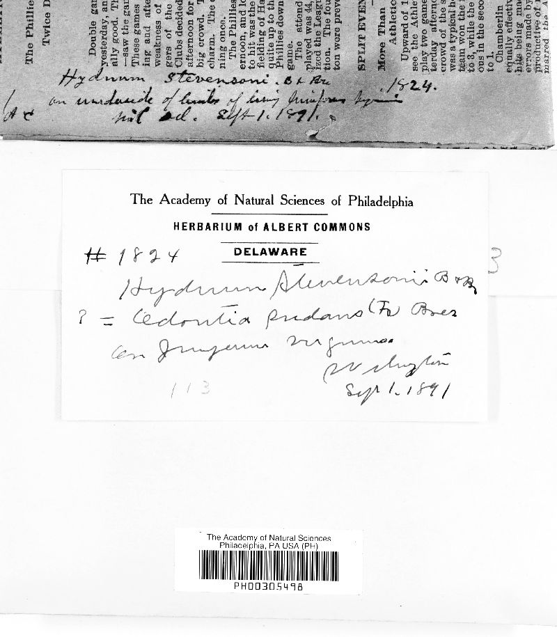 Hydnum stevensonii image