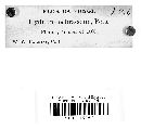 Steccherinum ochraceum image