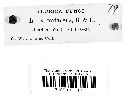 Fuscocerrena portoricensis image