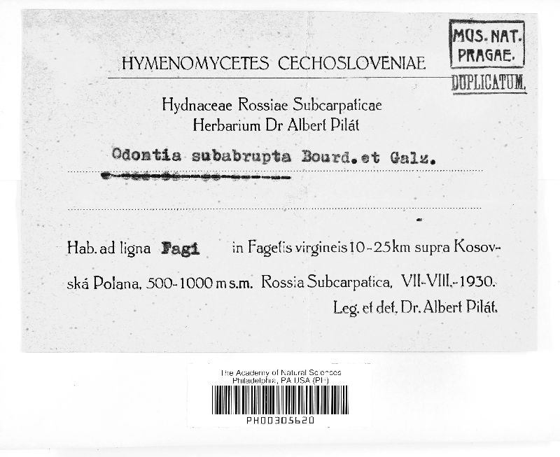 Cystostereaceae image
