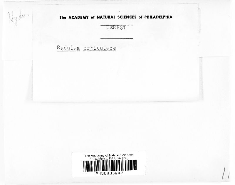 Basidioradulum radula image