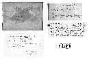 Mucronoporus everhartii image