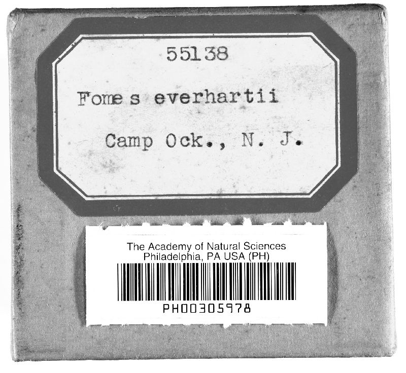 Fomes everhartii image