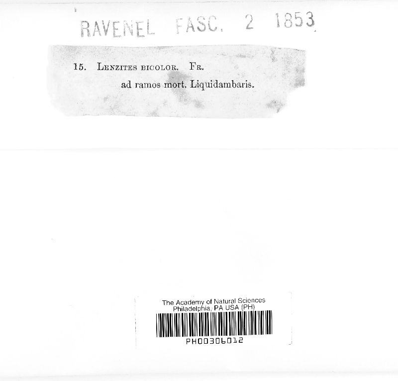 Lenzites bicolor image