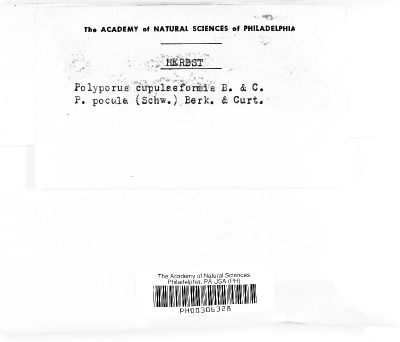 Polyporus cupulaeformis image