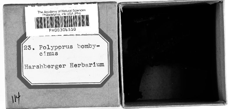 Anomoporia bombycina image
