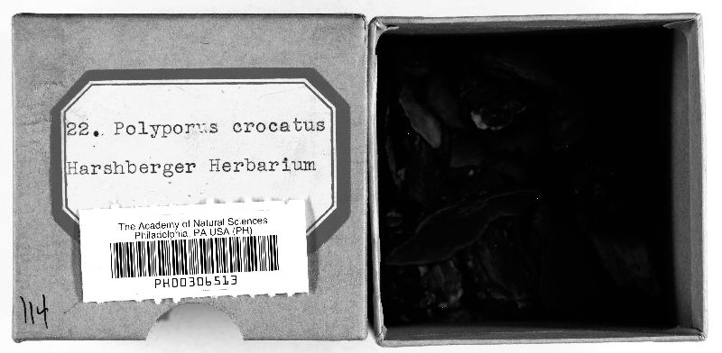 Phellinus crocatus image