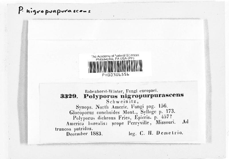 Polyporus nigropurpurascens image