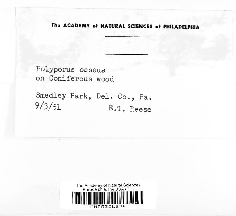 Osteina obducta image