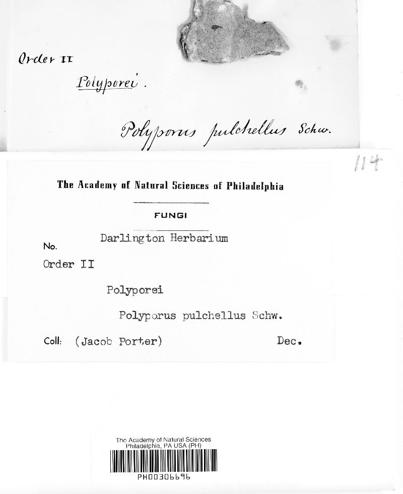 Polyporus pulchellus image