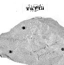 Inonotus hispidus image