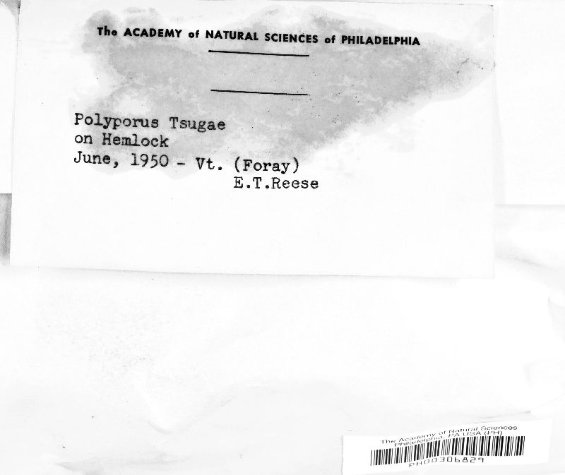 Polyporus tsugae image
