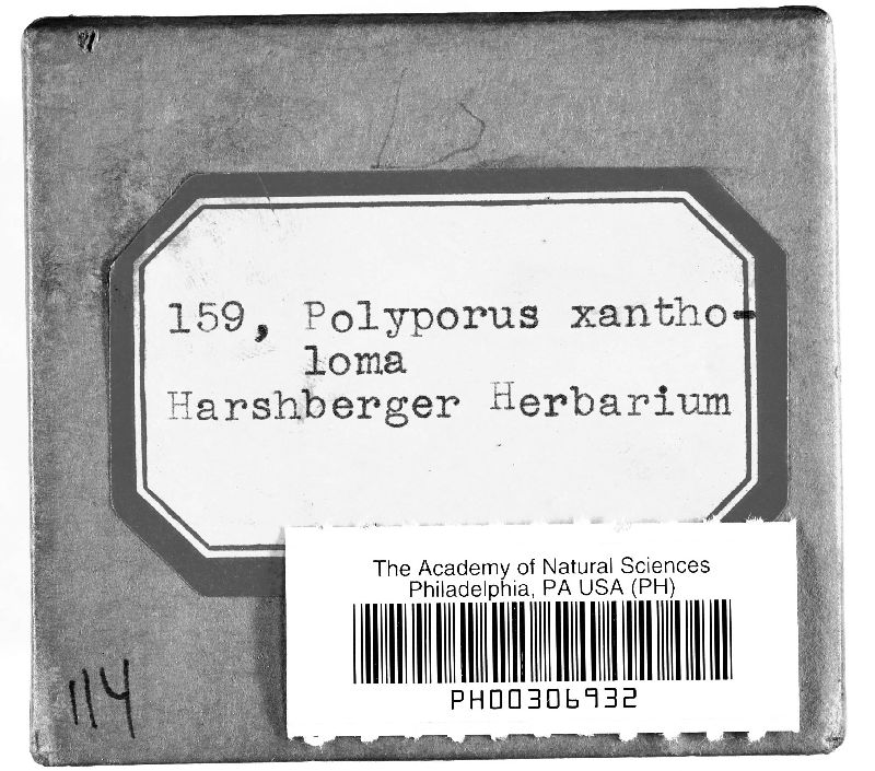 Polyporus xantholoma image