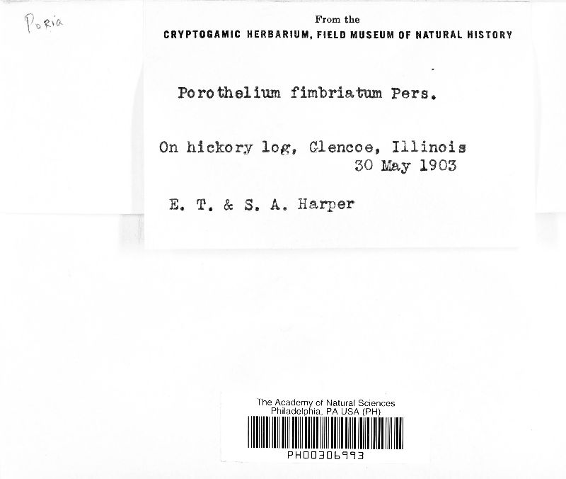 Porotheleum fimbriatum image