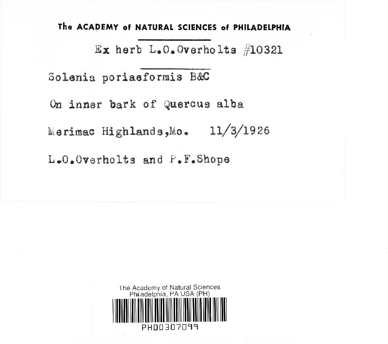 Resupinatus poriaeformis image