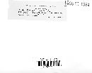 Funalia funalis image